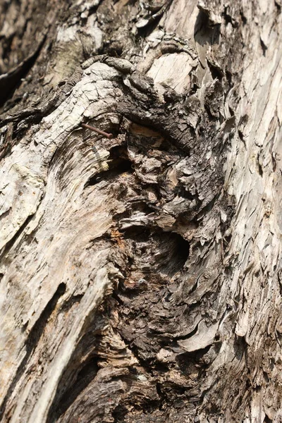 Ξηρά Υφή Δέντρου Trunk Στη Φύση — Φωτογραφία Αρχείου