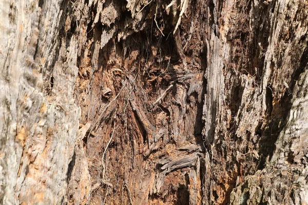 Suche Drzewo Trunk Tekstury Przyrodzie — Zdjęcie stockowe