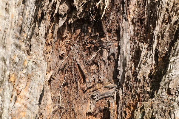 Dry Tree Trunk Texture Nature — Stock Photo, Image