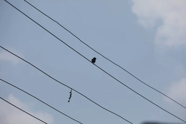 Vogel Auf Stromkabel — Stockfoto
