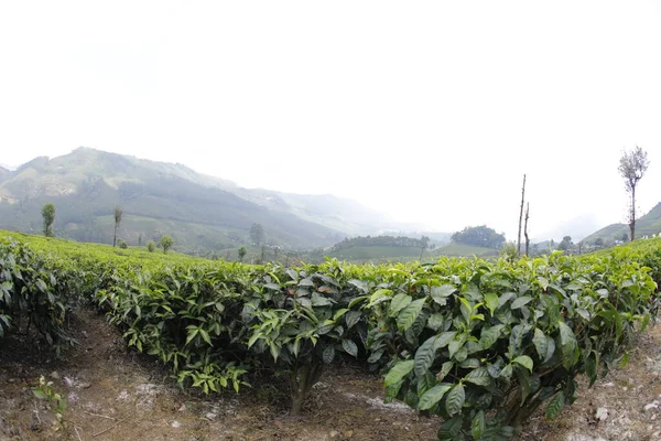 Tea Plantation Foarm Landscape Munnar Kerala India Stock Image