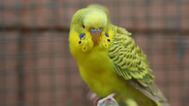 Birds in the Cage — Stock Footage Birds in the Cage Stock Footage