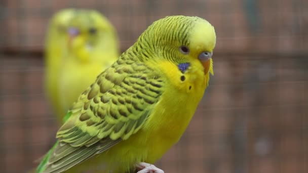 Birds in the Cage — Stock Footage Birds in the Cage Royalty Free Stock Video