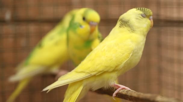 Birds in the Cage — Stock Footage Birds in the Cage Video Clip