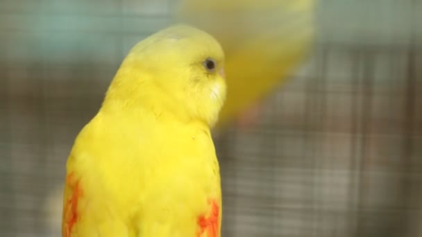 Birds in the Cage — Stock Footage Birds in the Cage Video Clip