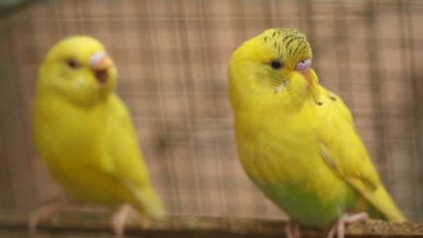 Birds in the Cage — Stock Footage Birds in the Cage Royalty Free Stock Footage