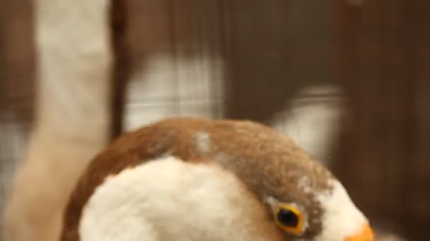 Birds in the Cage — Stock Footage Birds in the Cage Stock Video