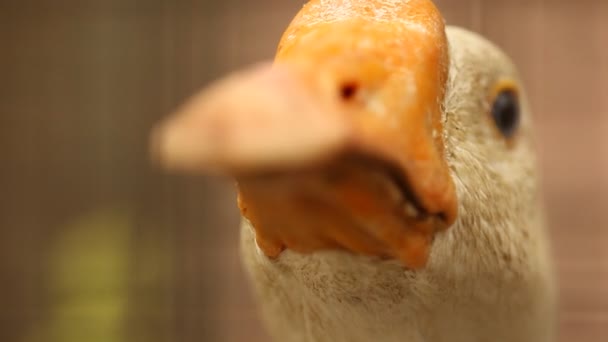 Birds in the Cage — Stock Footage Birds in the Cage Video Clip