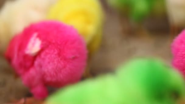 Birds in the Cage — Stock Footage Birds in the Cage Stock Footage