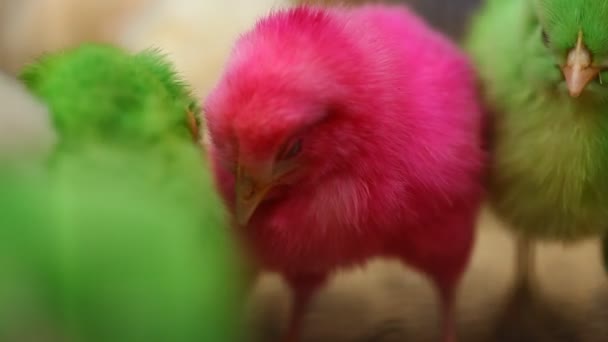 Birds in the Cage — Stock Footage Birds in the Cage Royalty Free Stock Footage