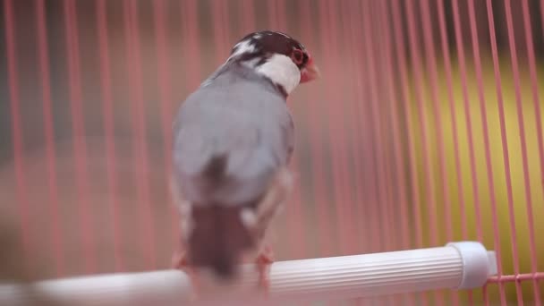 Birds in the Cage — Stock Footage Birds in the Cage Video Clip