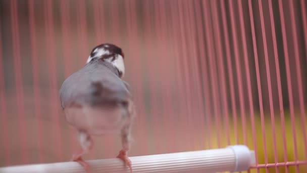 Birds in the Cage — Stock Footage Birds in the Cage Stock Video