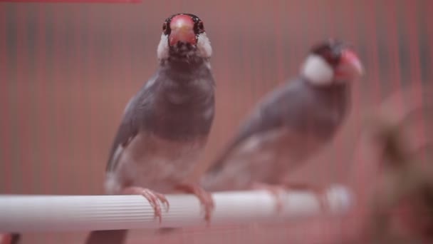 Birds in the Cage — Stock Footage Birds in the Cage Stock Footage