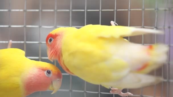 Birds in the Cage — Stock Footage Birds in the Cage Royalty Free Stock Footage