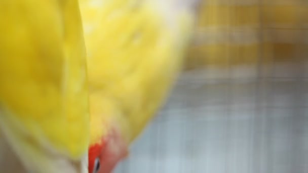 Birds in the Cage — Stock Footage Birds in the Cage Royalty Free Stock Video