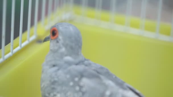 Birds in the Cage — Stock Footage Birds in the Cage Royalty Free Stock Video