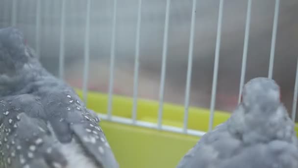 Birds in the Cage — Stock Footage Birds in the Cage Royalty Free Stock Footage