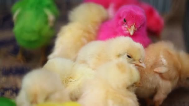 Birds in the Cage — Stock Footage Birds in the Cage Stock Footage