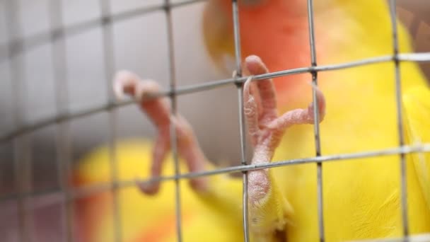 Birds in the Cage — Stock Footage Birds in the Cage Stock Video