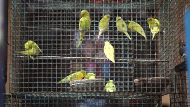 Birds in the Cage — Stock Footage Birds in the Cage Stock Footage