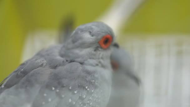 Birds in the Cage — Stock Footage Birds in the Cage Royalty Free Stock Video