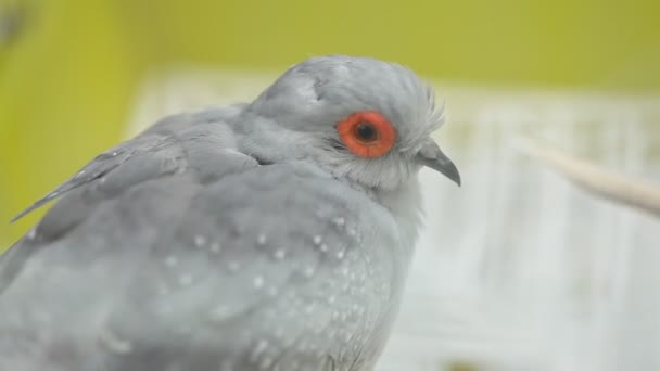 Birds in the Cage — Stock Footage Birds in the Cage Royalty Free Stock Footage