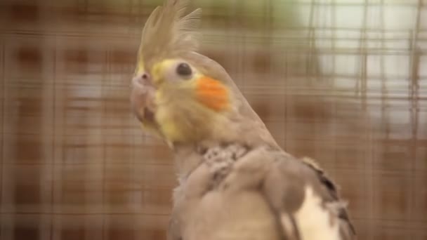 Birds in the Cage — Stock Footage Birds in the Cage Stock Video
