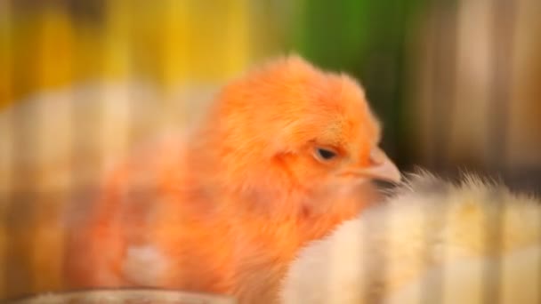 Birds in the Cage — Stock Footage Birds in the Cage Stock Footage