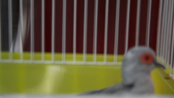 Birds in the Cage — Stock Footage Birds in the Cage Stock Video