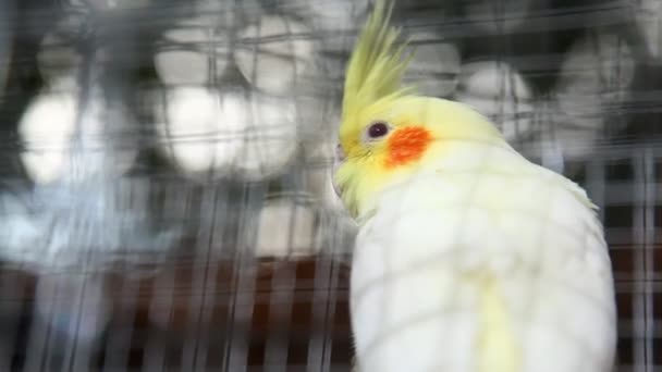 Birds in the Cage — Stock Footage Birds in the Cage Stock Video