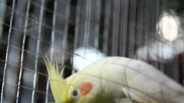 Birds in the Cage — Stock Footage Birds in the Cage Stock Video