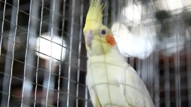 Birds in the Cage — Stock Footage Birds in the Cage Stock Footage