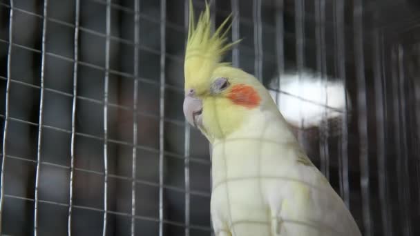 Birds in the Cage — Stock Footage Birds in the Cage Video Clip