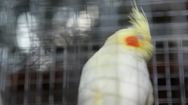 Birds in the Cage — Stock Footage Birds in the Cage Video Clip