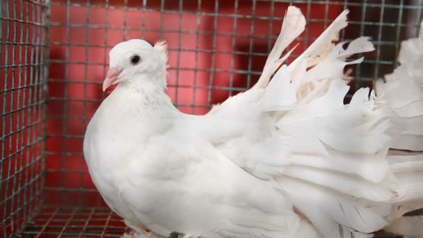Birds in the Cage — Stock Footage Birds in the Cage Video Clip