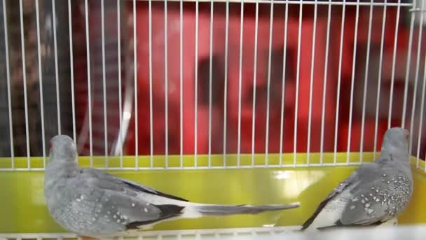 Birds in the Cage — Stock Footage Birds in the Cage Royalty Free Stock Footage