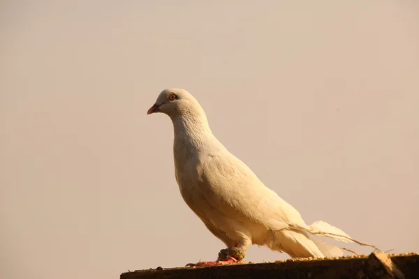 Weiße Taube — Stockfoto