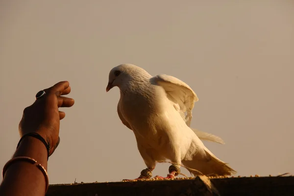 Piccione bianco — Foto Stock