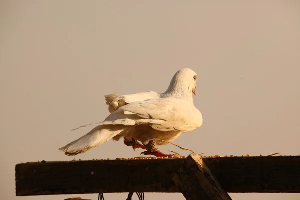 白鸽子 — 图库照片