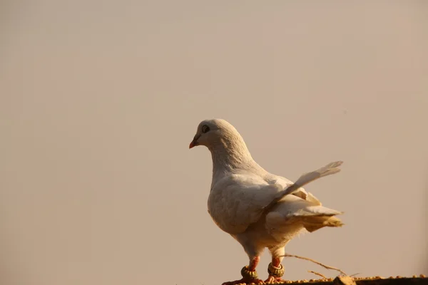 Pombo branco — Fotografia de Stock