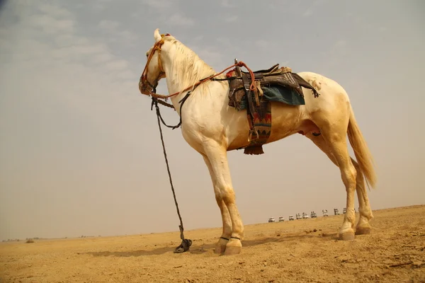 White Horse çölde