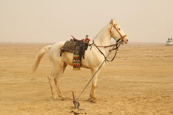 Caballo blanco en el desierto — Foto de Stock