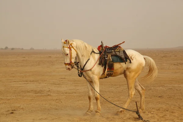 Белая лошадь в пустыне — стоковое фото