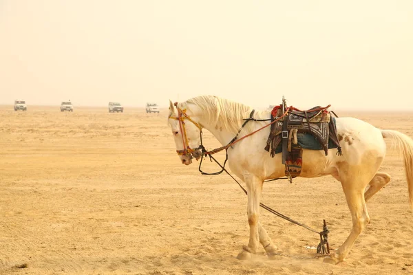 Caballo blanco en el desierto — Foto de Stock