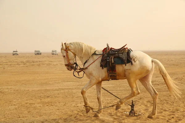 Cavalo Branco no deserto — Fotografia de Stock