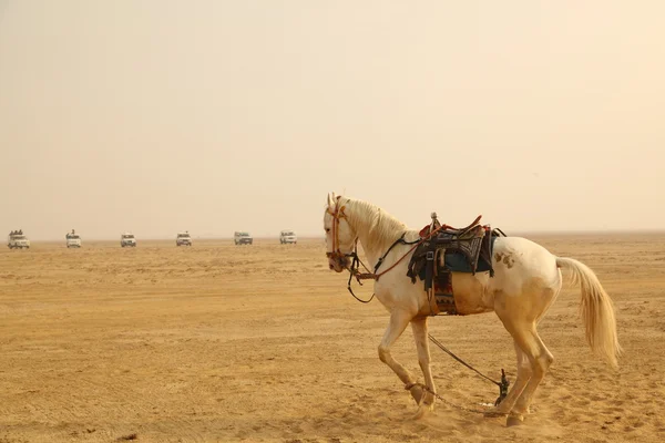 Caballo blanco en el desierto — Foto de Stock