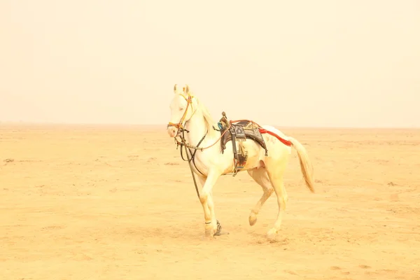 Caballo blanco en el desierto — Foto de Stock