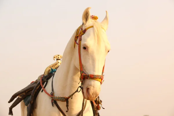 Білий кінь в пустелі — стокове фото