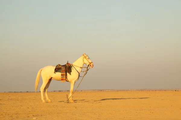 Caballo blanco en el desierto — Foto de Stock