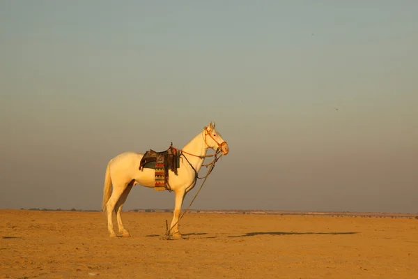 White Horse in woestijn — Stockfoto